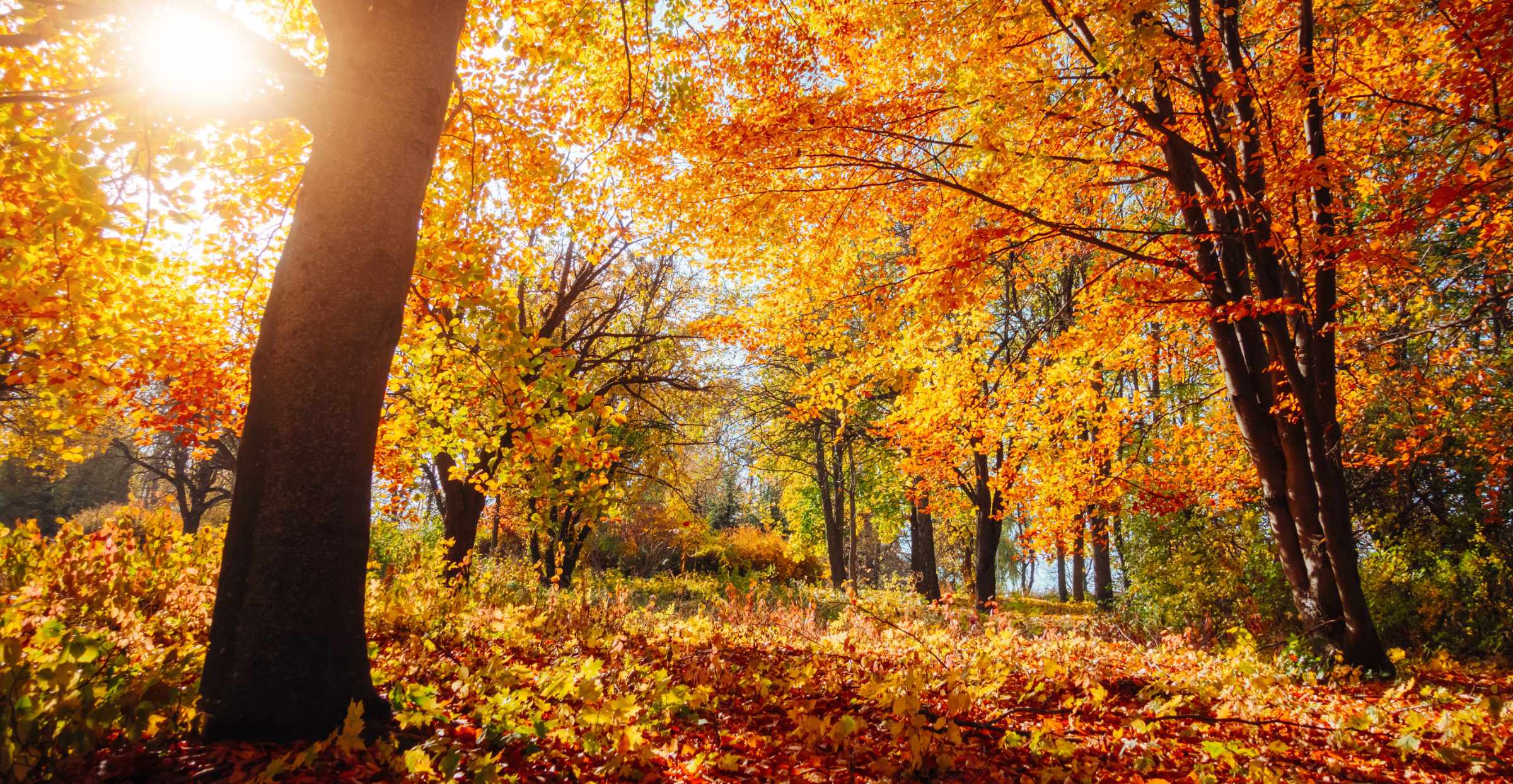 It’s Arrived! – Autumn/Winter Walks Programme