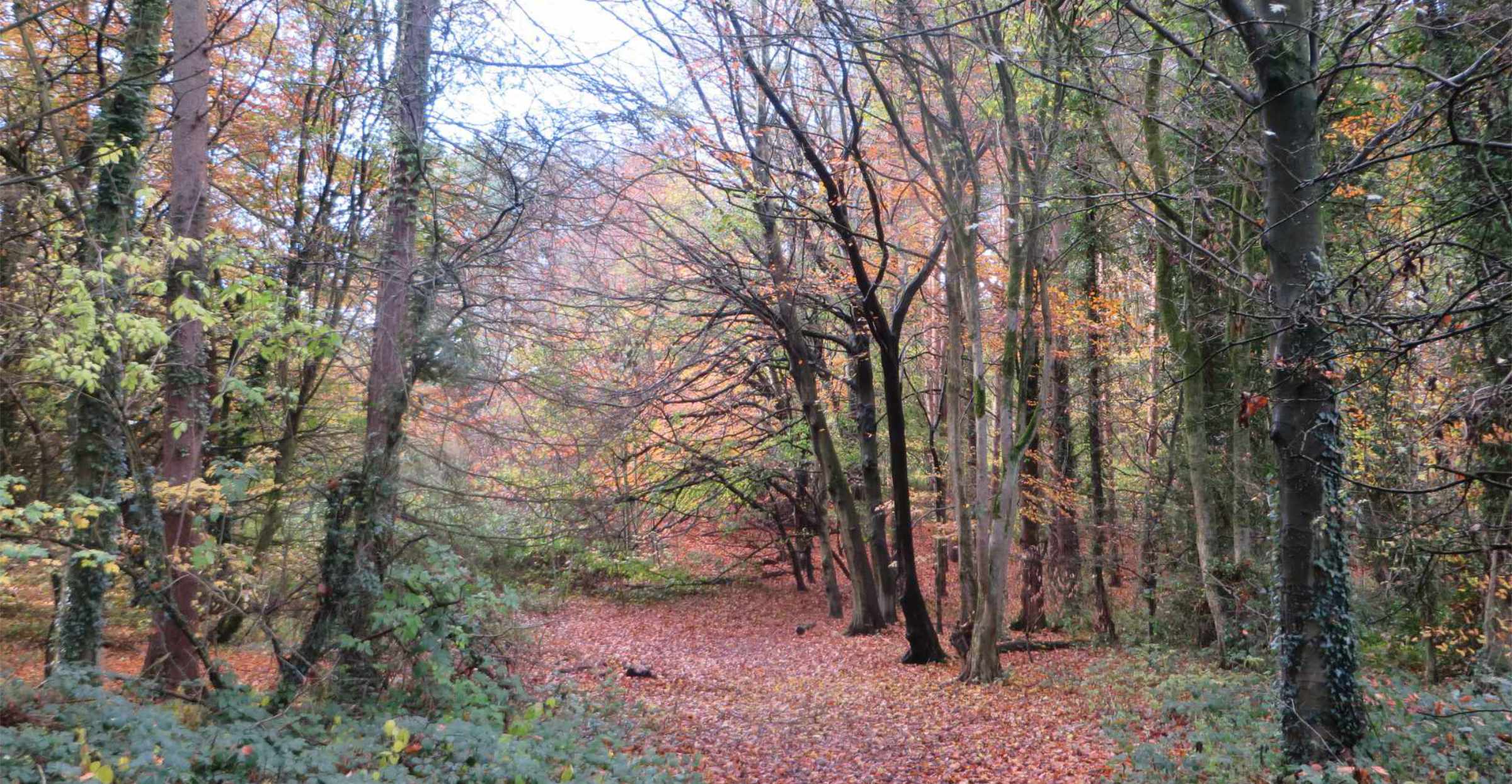 Ecclesall Woods and the Limb Valley (8th November 2025)